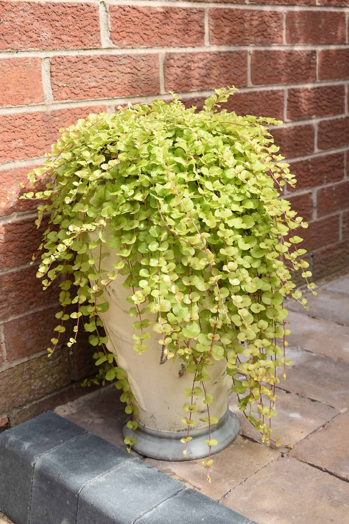 Creeping Jenny Potting And Repotting