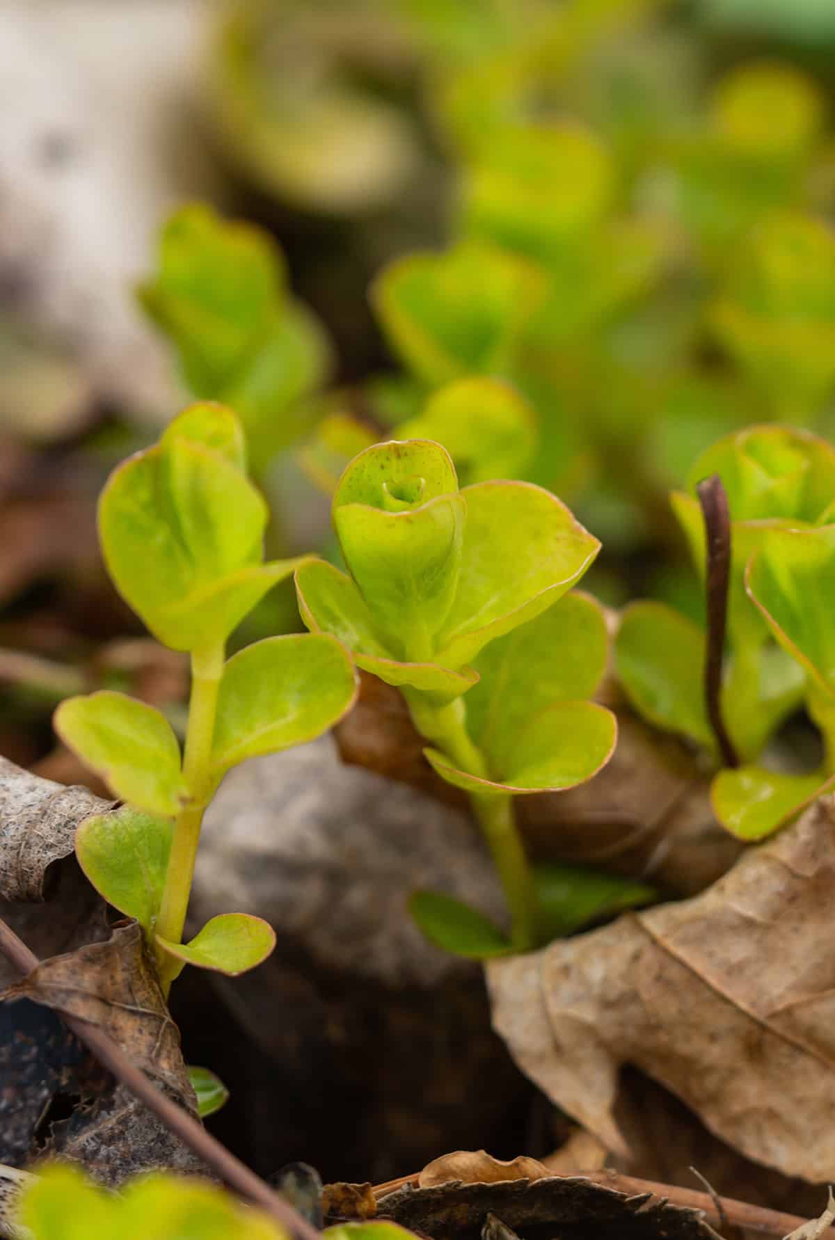 Creeping Jenny Propagation