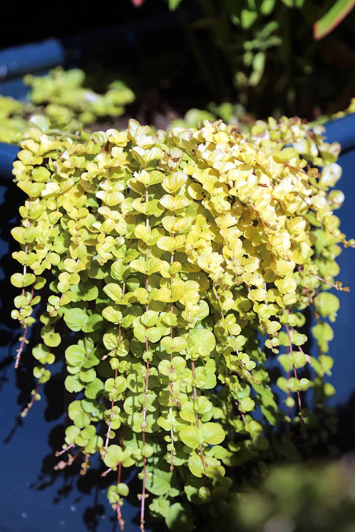 Creeping Jenny Temperature And Humidity
