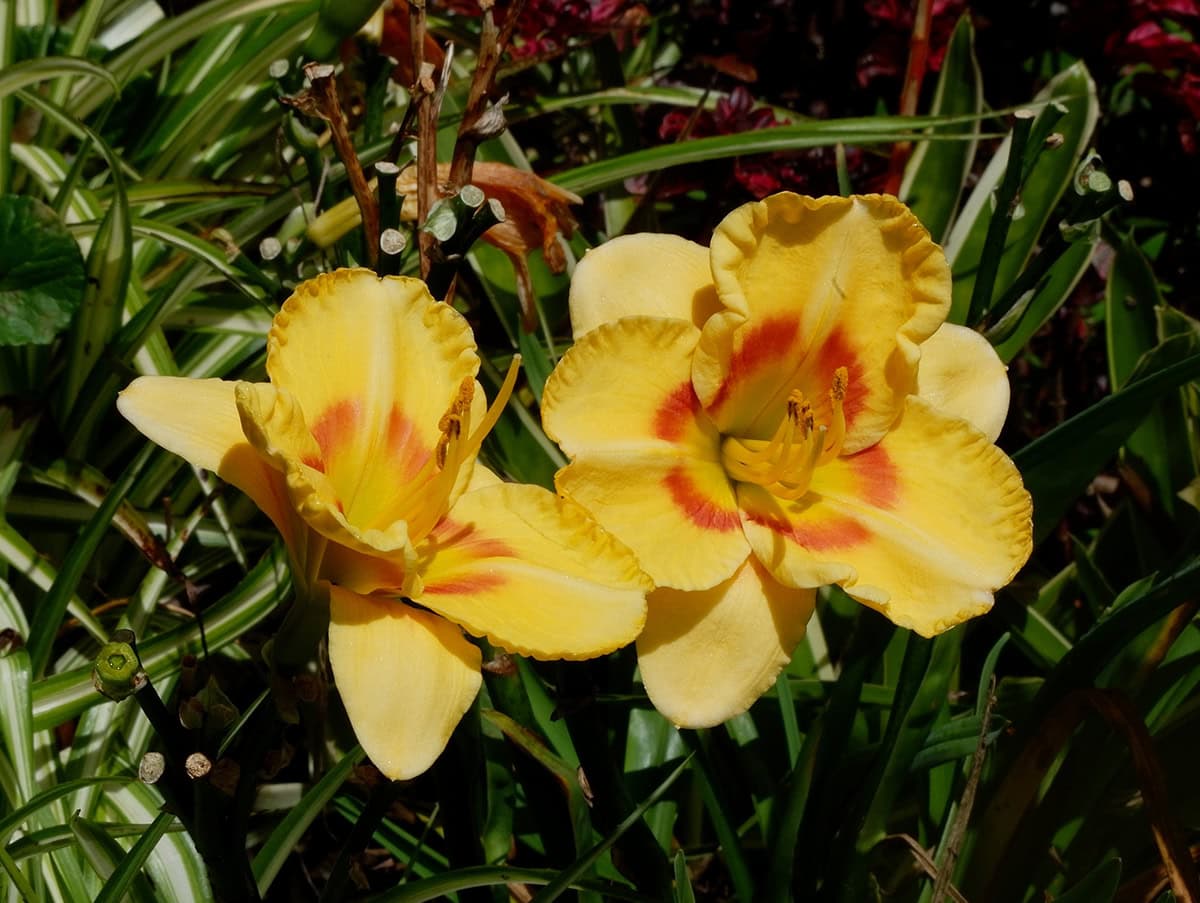 Daylily (Hemerocallis hybrids)
