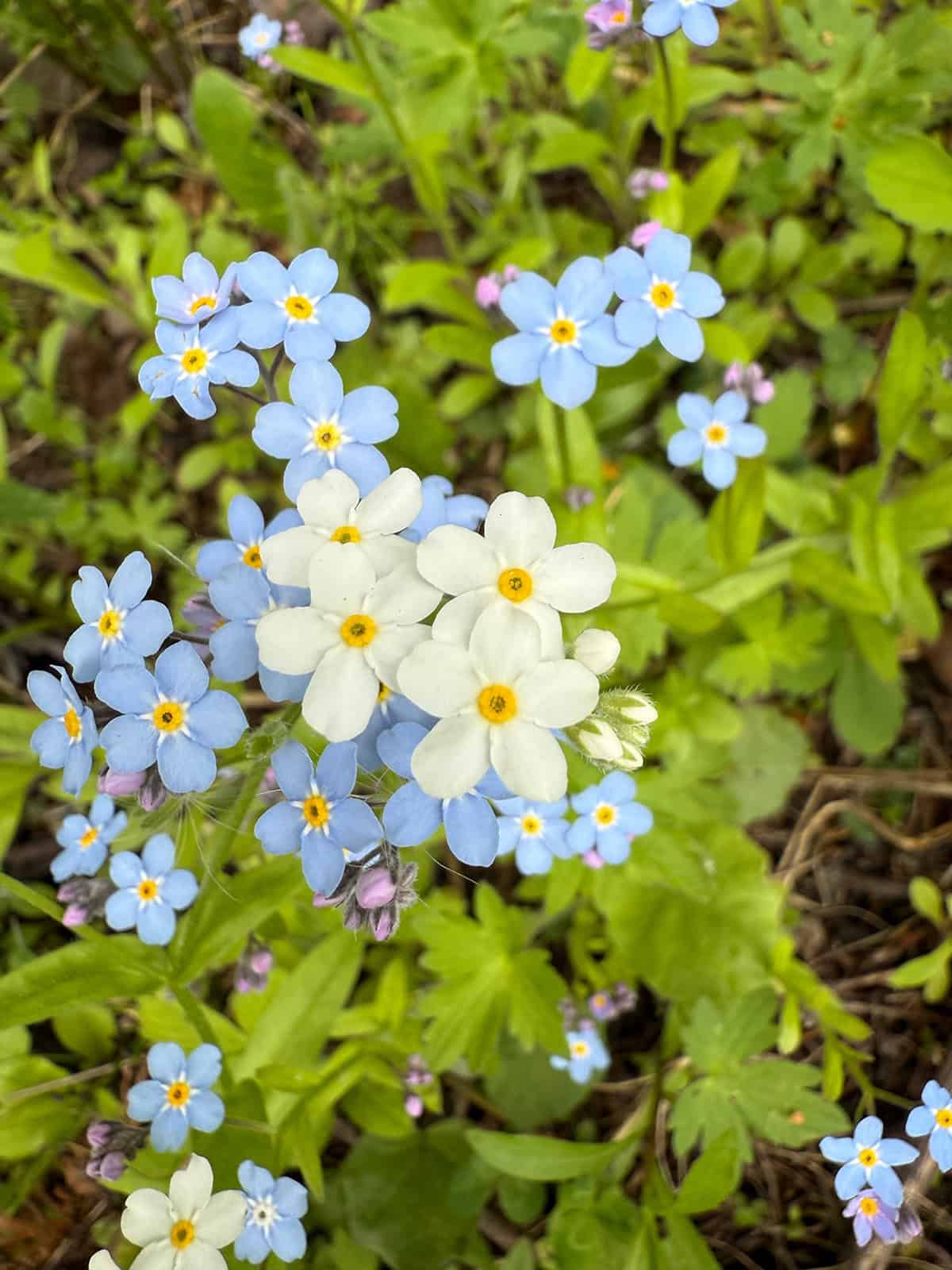 Forget Me Not Plant Varieties