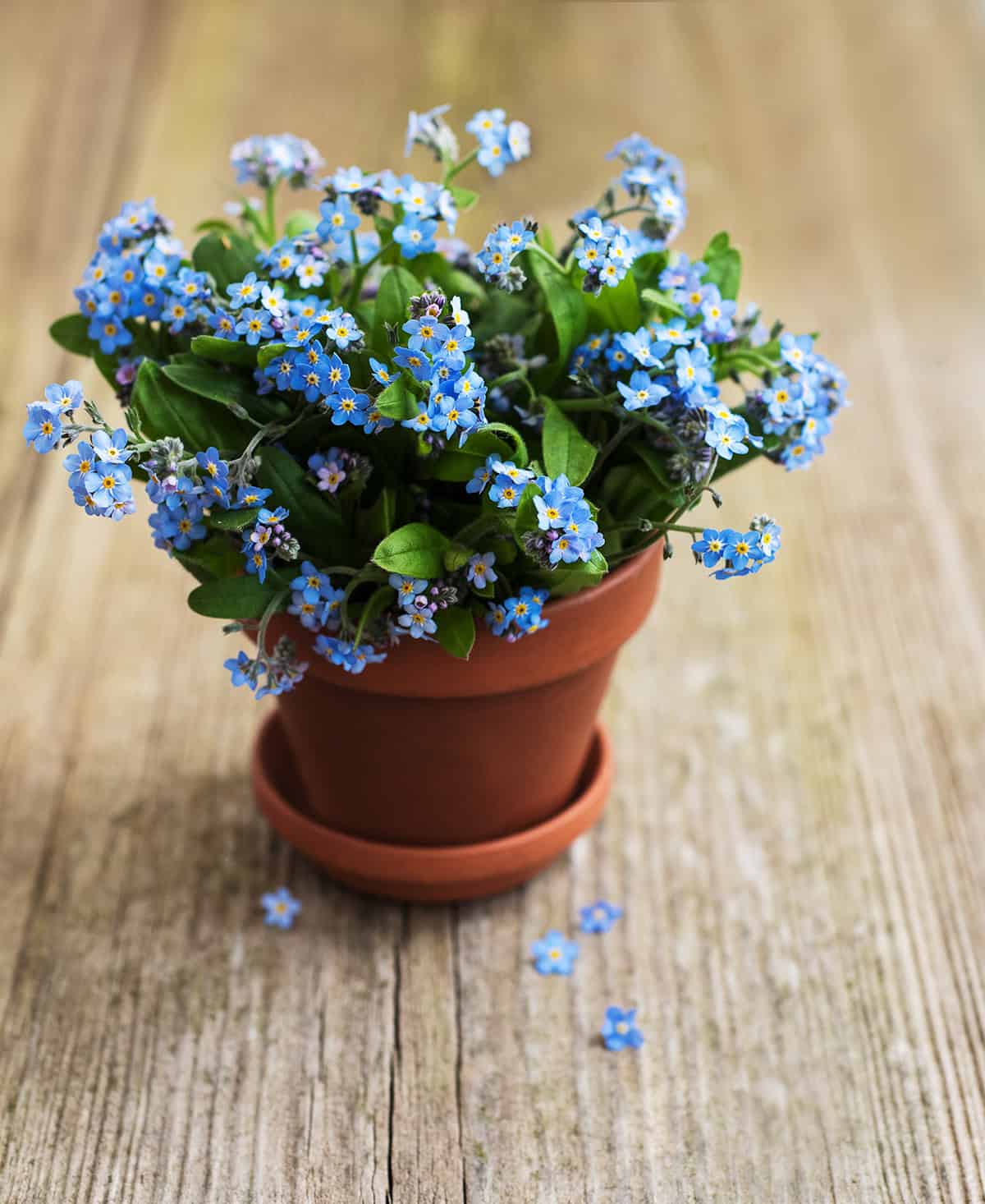 Forget Me Not Potting And Repotting