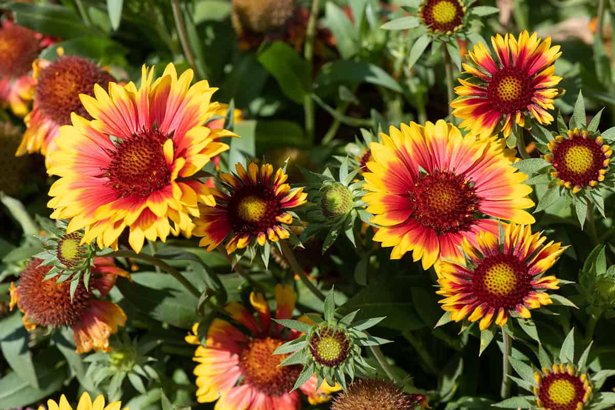 Gaillardia (Blanket Flower)