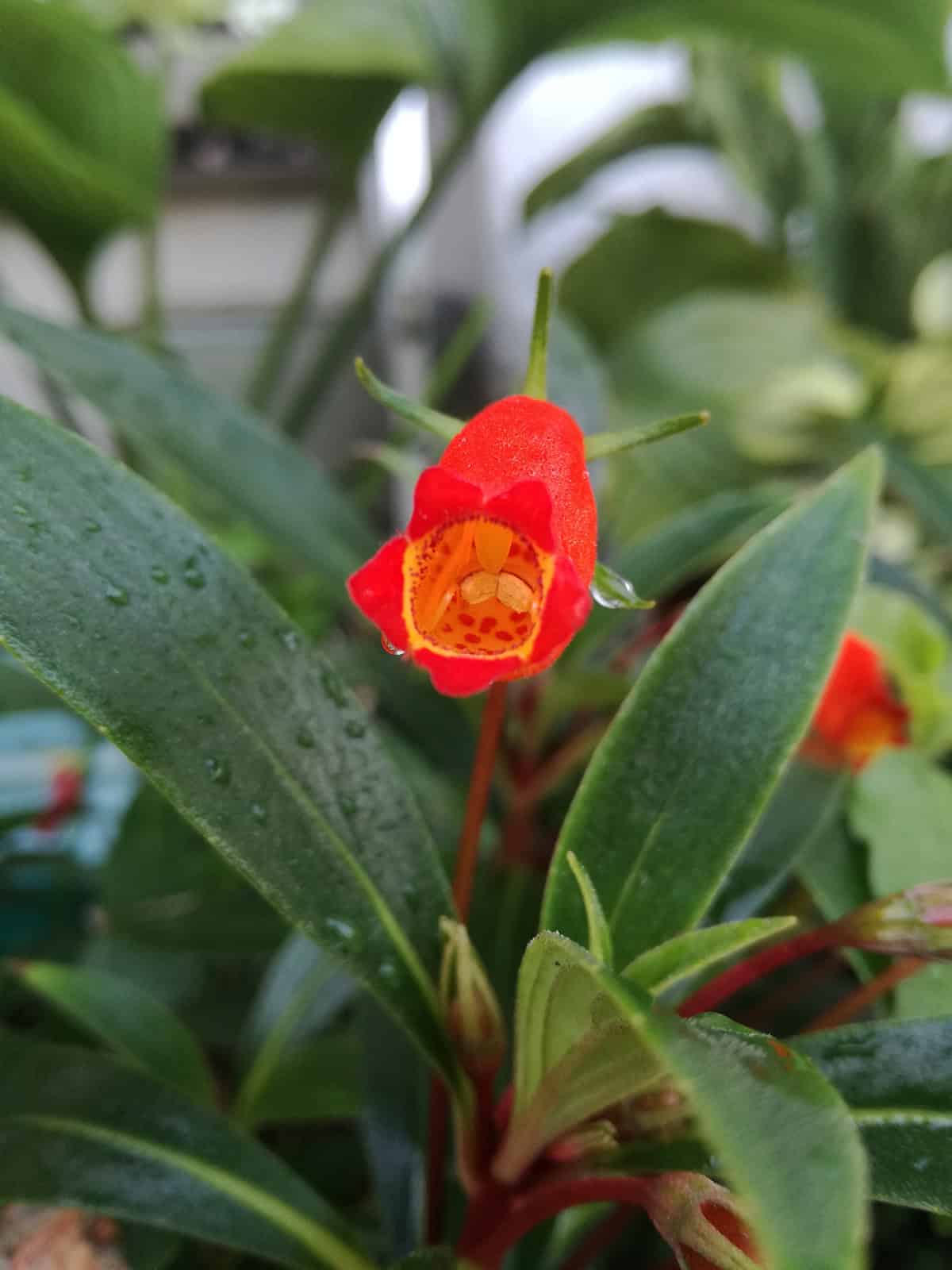 Goldfish Plant Indoors Plant Varieties