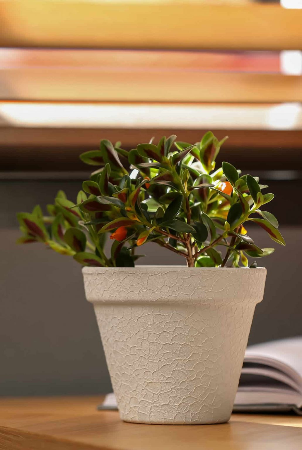 View of How to Grow and Care For Goldfish Plant Indoors - Plantglossary