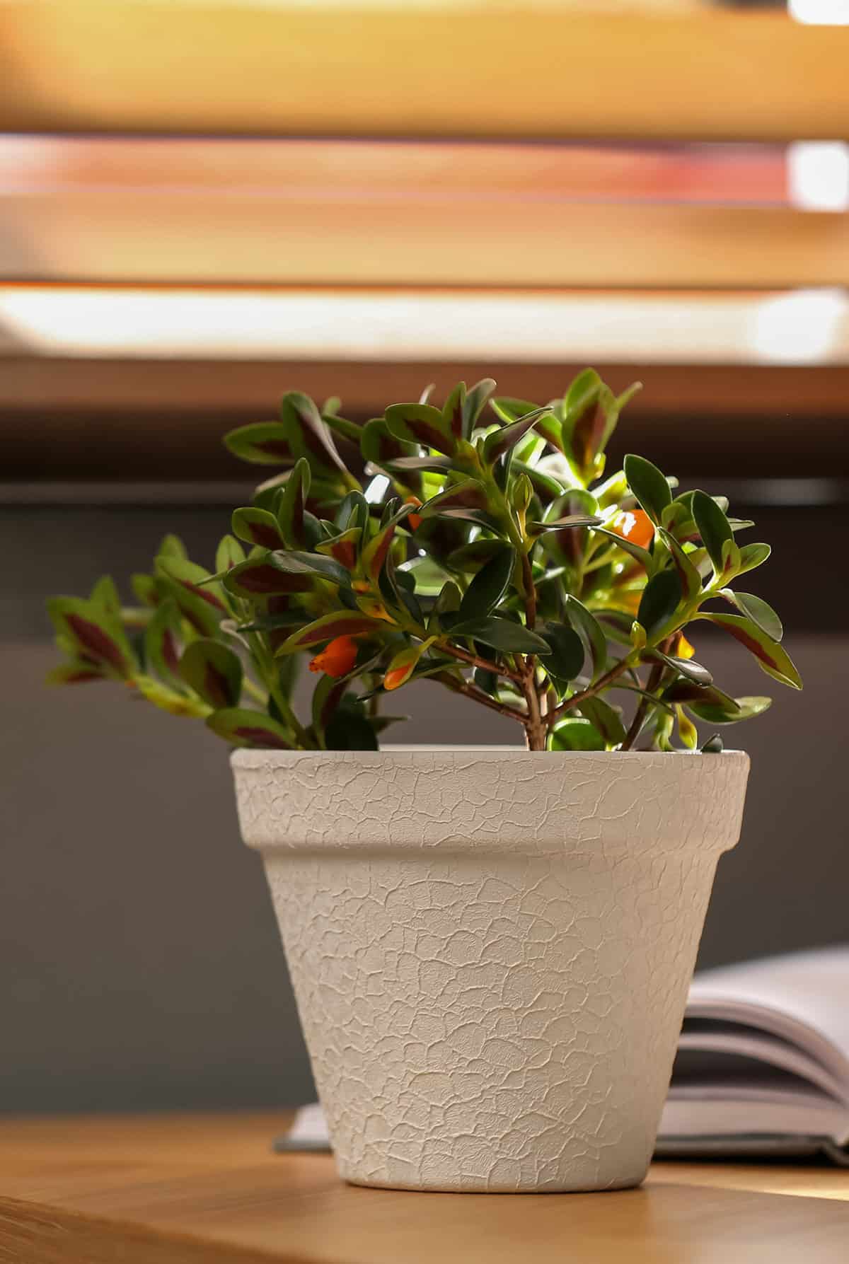 Goldfish Plant Indoors Potting And Repotting