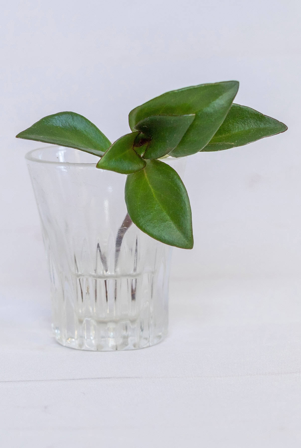 Goldfish Plant Indoors Propagation