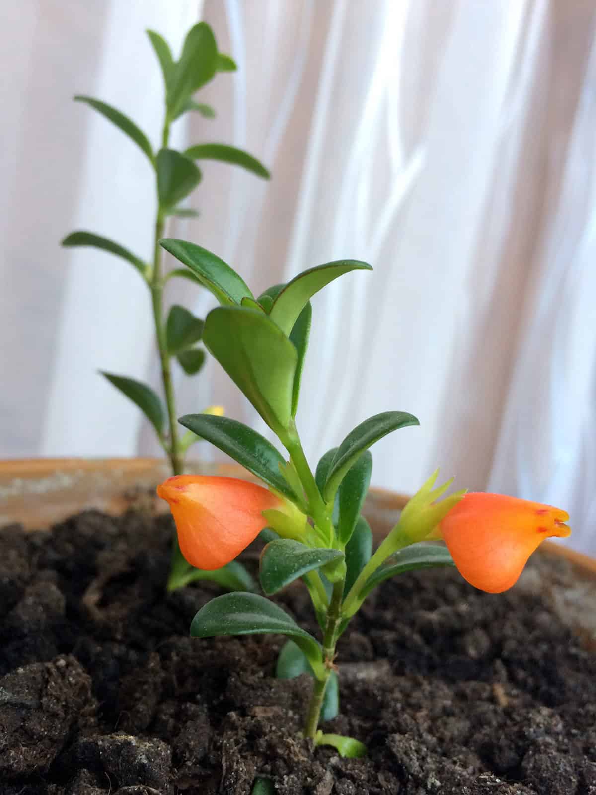 Goldfish Plant Indoors Soil