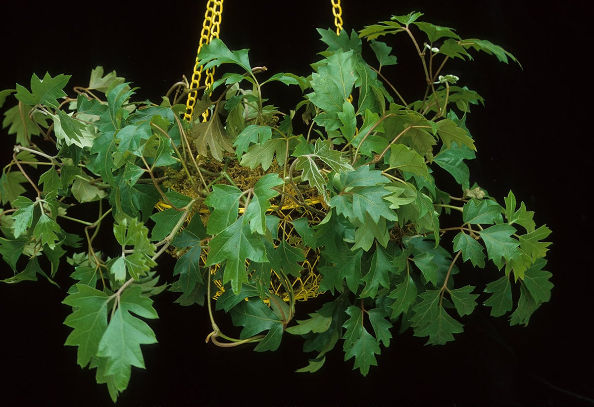 Grape Ivy (Cissus rhombifolia)