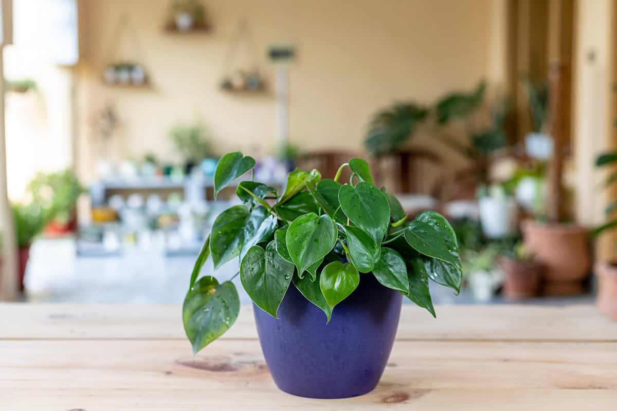Heartleaf Philodendron (Philodendron hederaceum)