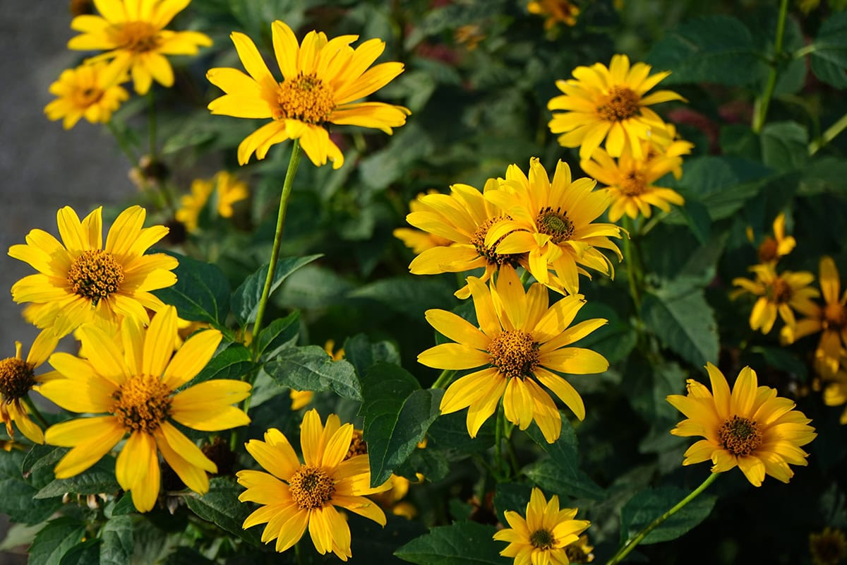 Heliopsis (Heliopsis helianthoides)