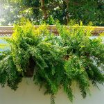 How to Grow and Care For Bostorn Fern