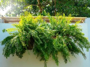 How to Grow and Care For Bostorn Fern
