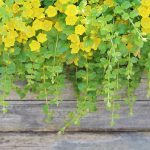 How to Grow and Care For Creeping Jenny