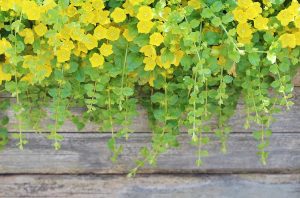 How to Grow and Care For Creeping Jenny