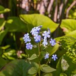 How to Grow and Care For Forget Me Not
