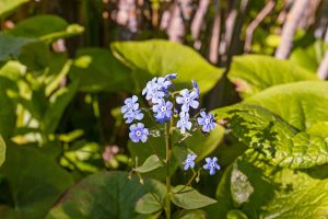 How to Grow and Care For Forget Me Not