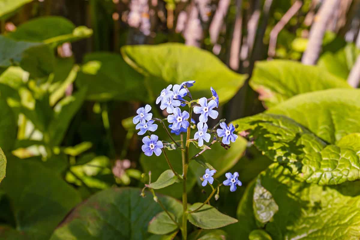 How to Grow and Care For Forget Me Not