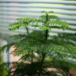 How to Grow and Care For Norfolk Island Pine Indoors