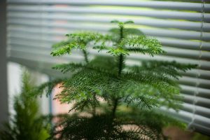 How to Grow and Care For Norfolk Island Pine Indoors