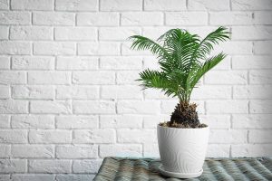 How to Grow and Care For Sago Palm