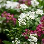 How to Grow and Care For Sweet Alyssum