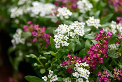 How to Grow and Care For Sweet Alyssum