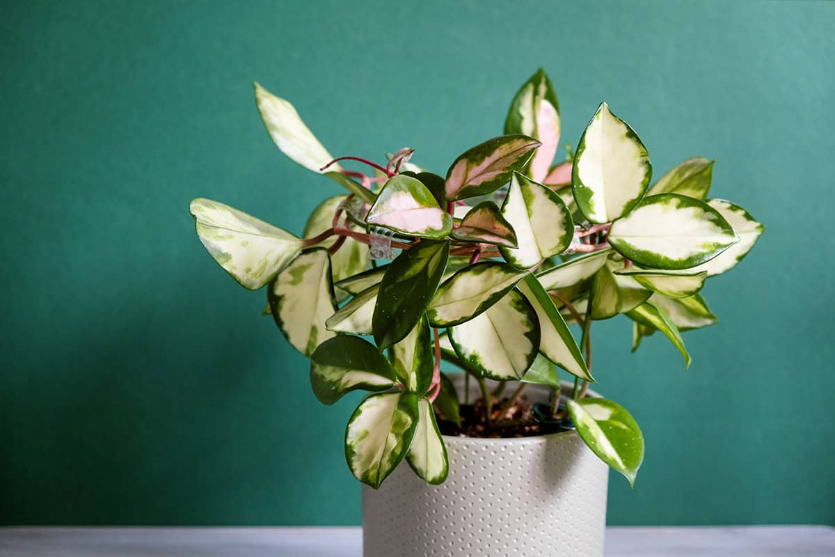 Hoya (Hoya carnosa and others)