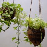 Indoor Vining Plants