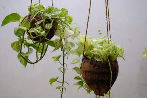 Indoor Vining Plants