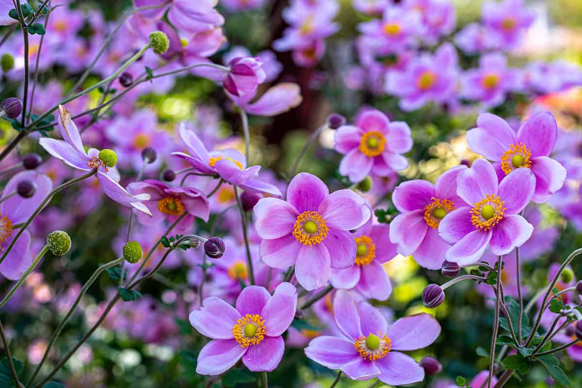 Japanese Anemone (Anemone hupehensis)