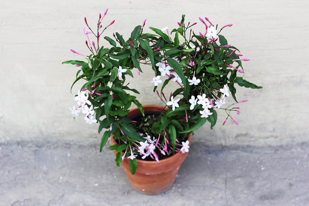 Jasmine (Jasminum polyanthum)