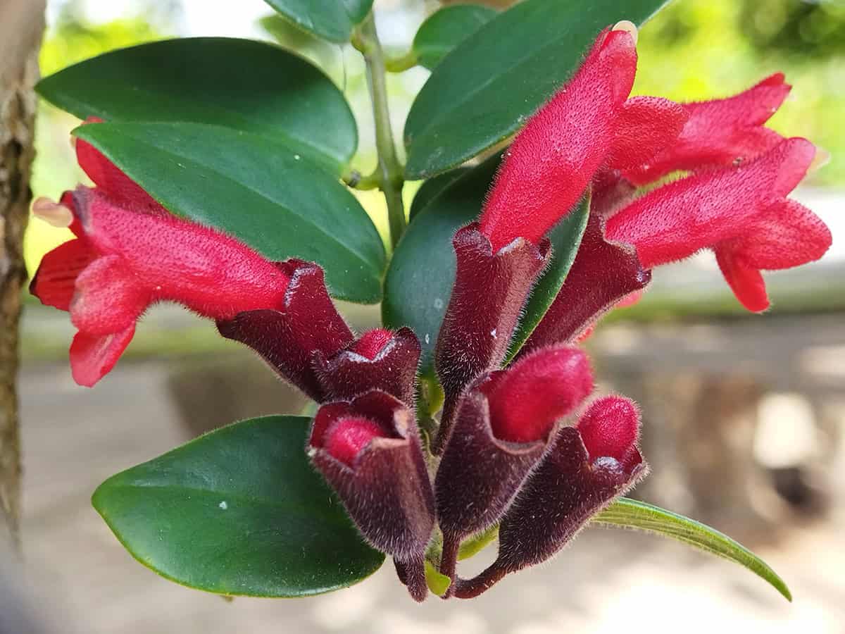 Lipstick Plant (Aeschynanthus radicans)