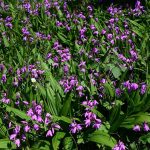 Long blooming Perennials