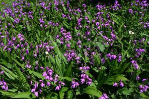 Long blooming Perennials