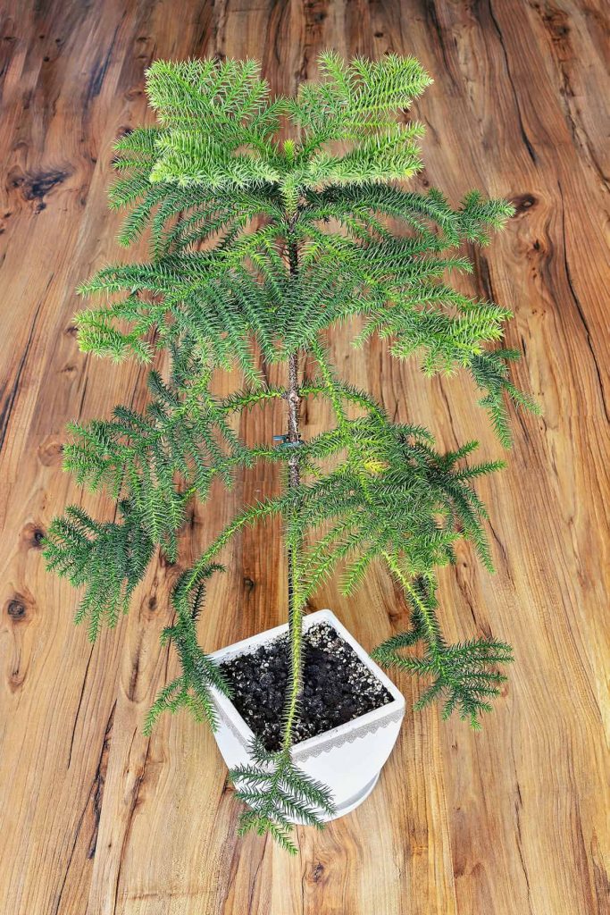How to Grow and Care For Norfolk Island Pine Indoors - Plantglossary