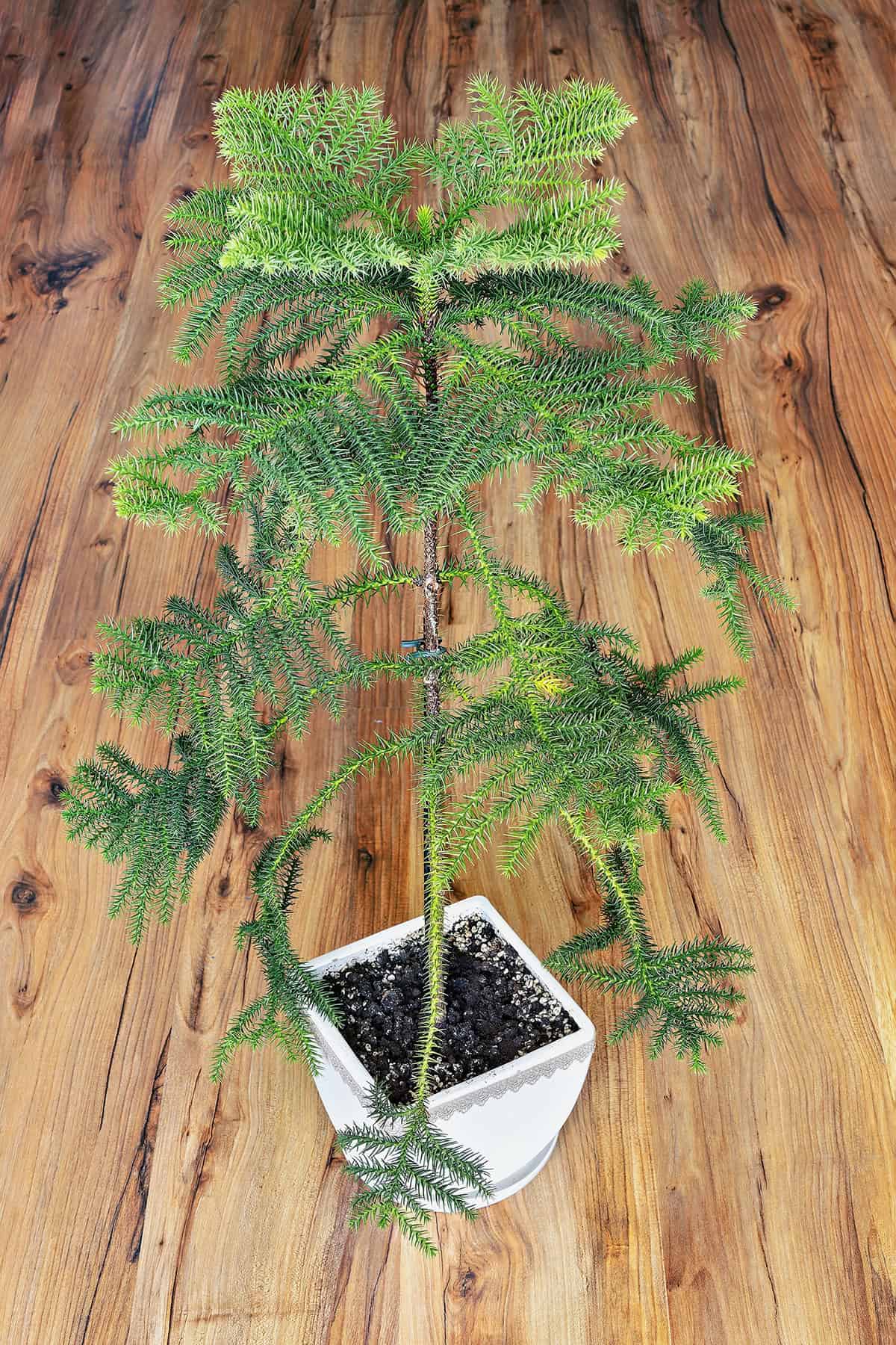 Norfolk Island Pine Indoors Potting And Repotting