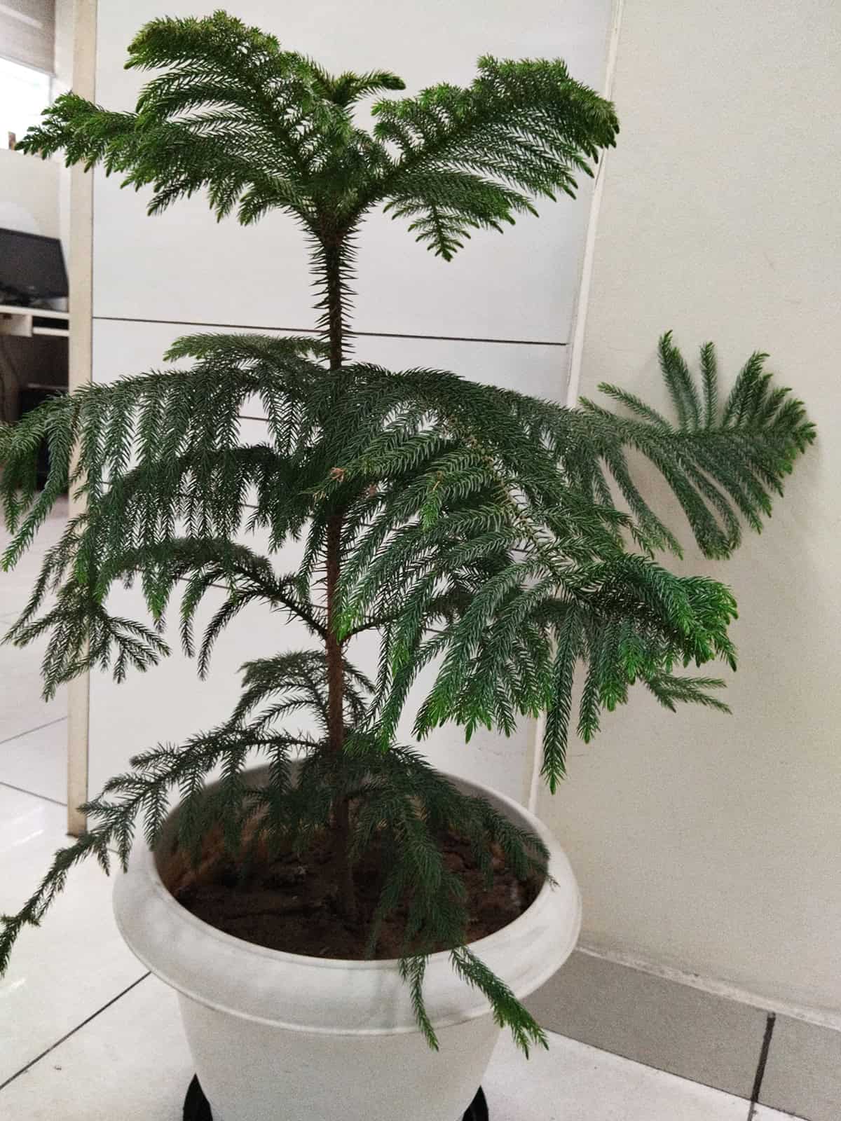 Norfolk Island Pine Indoors Soil