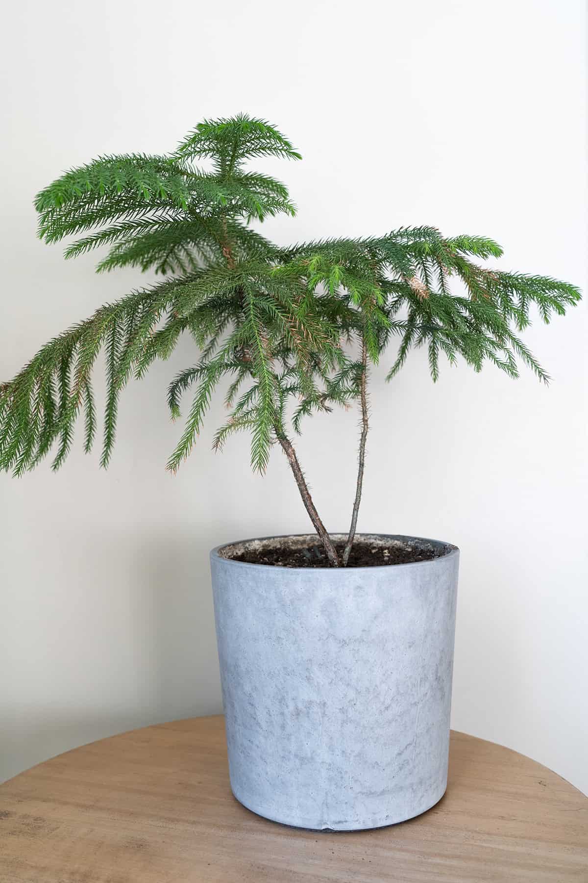 Norfolk Island Pine Indoors Temperature And Humidity