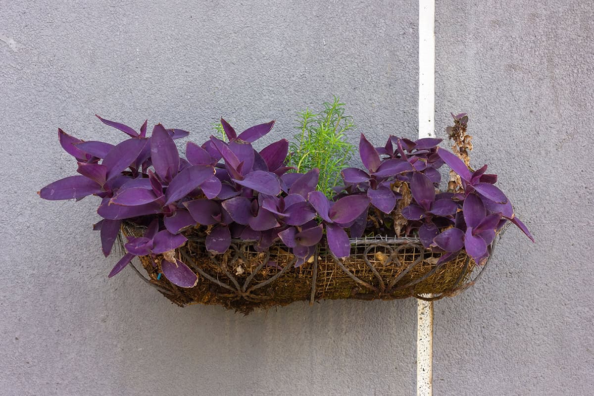 Purple Heart (Tradescantia pallida)