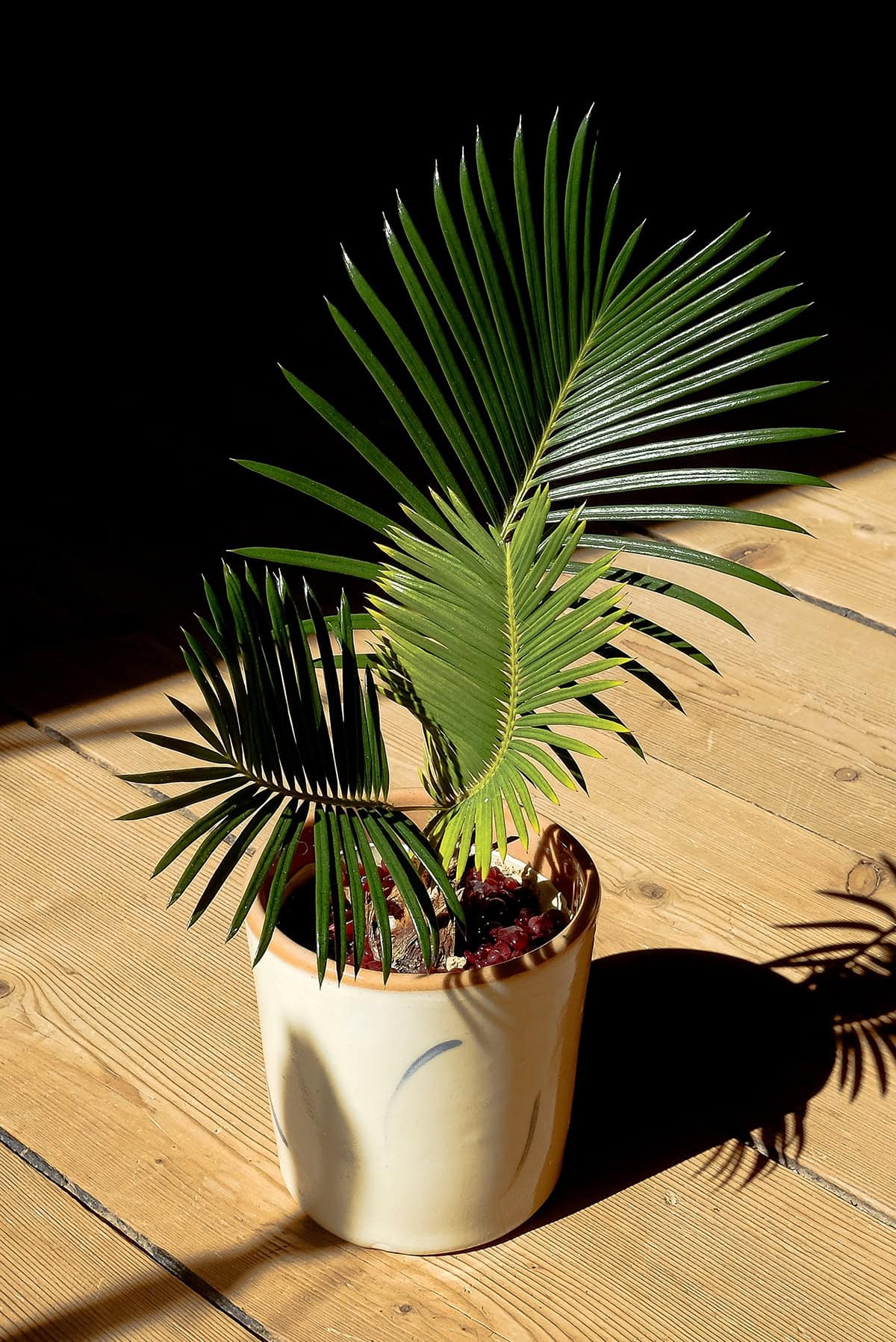 Sago Palm Light