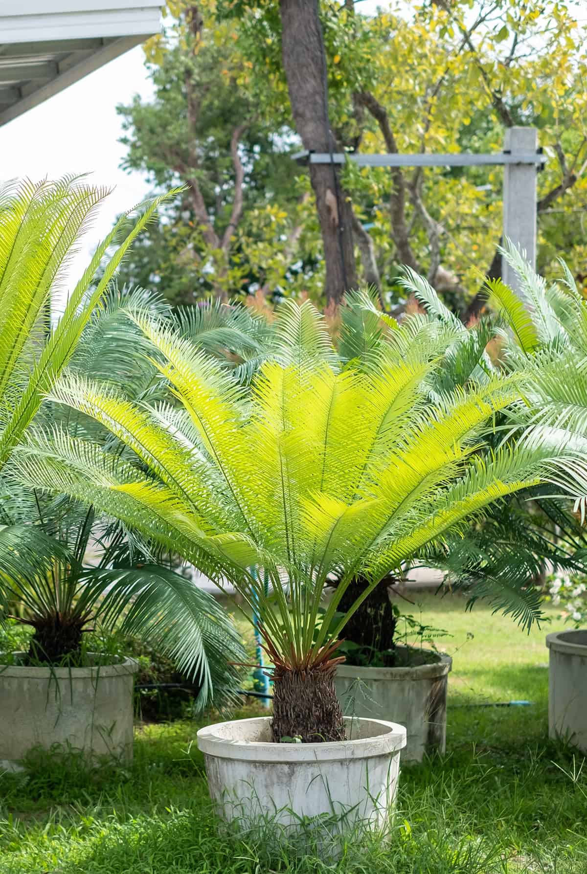 Sago Palm Plant Varieties