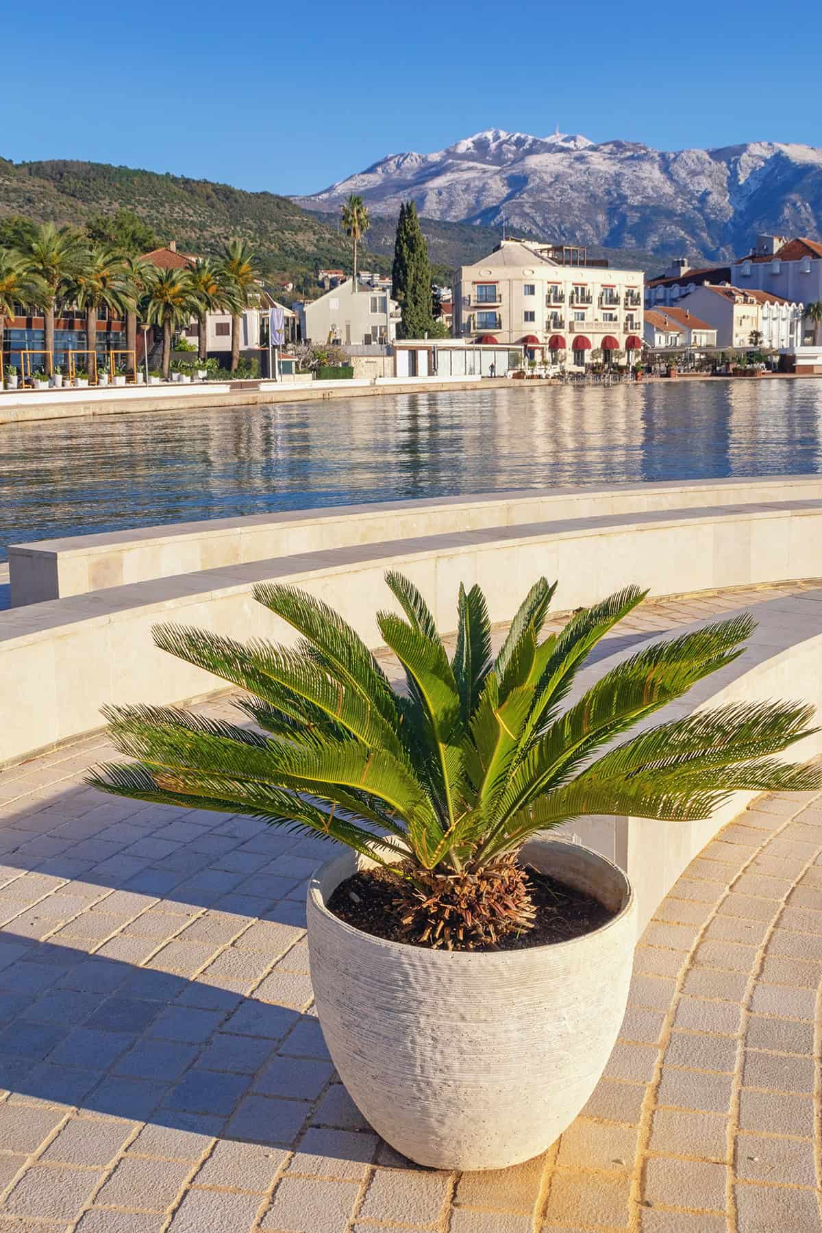 Sago Palm Potting And Repotting