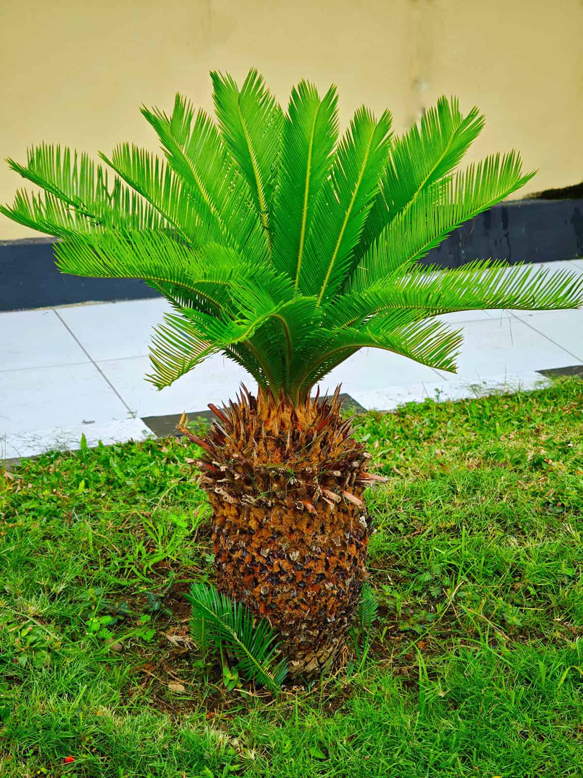 Sago Palm Soil