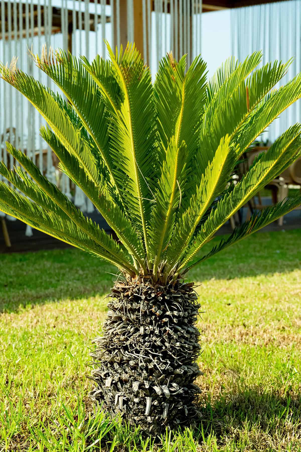 Sago Palm Temperature And Humidity