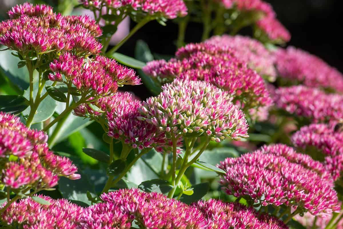 Sedum ‘Autumn Joy’ (Hylotelephium spectabile)