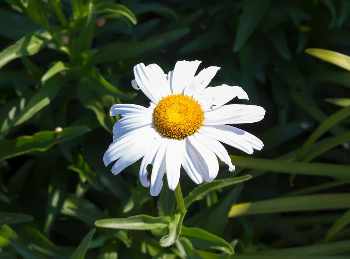 Shasta Daisy (Leucanthemum x superbum)