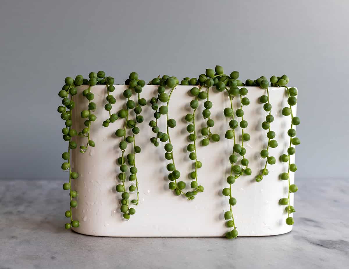 String of Pearls (Senecio rowleyanus)