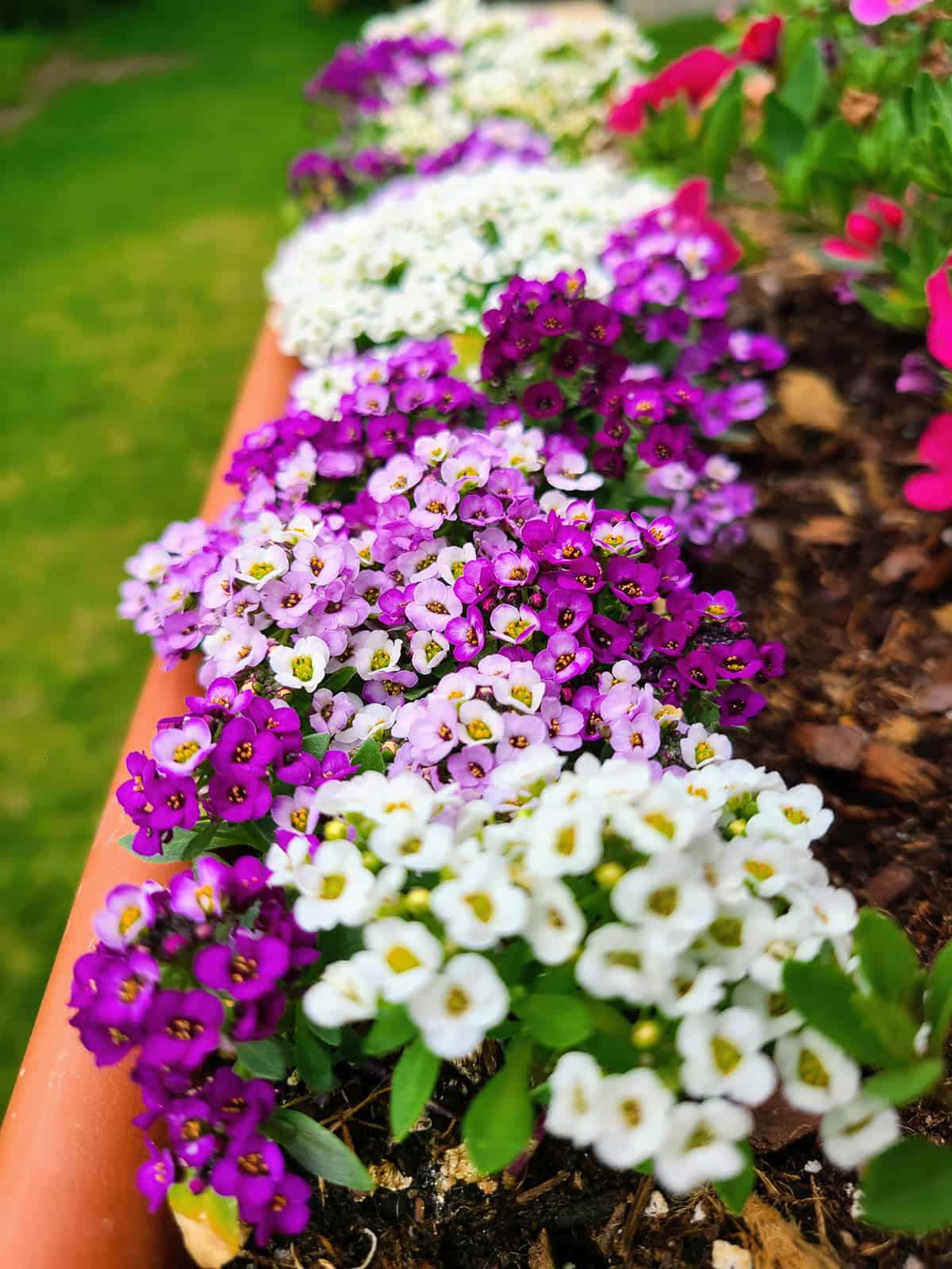 Sweet Alyssum Plant Varieties