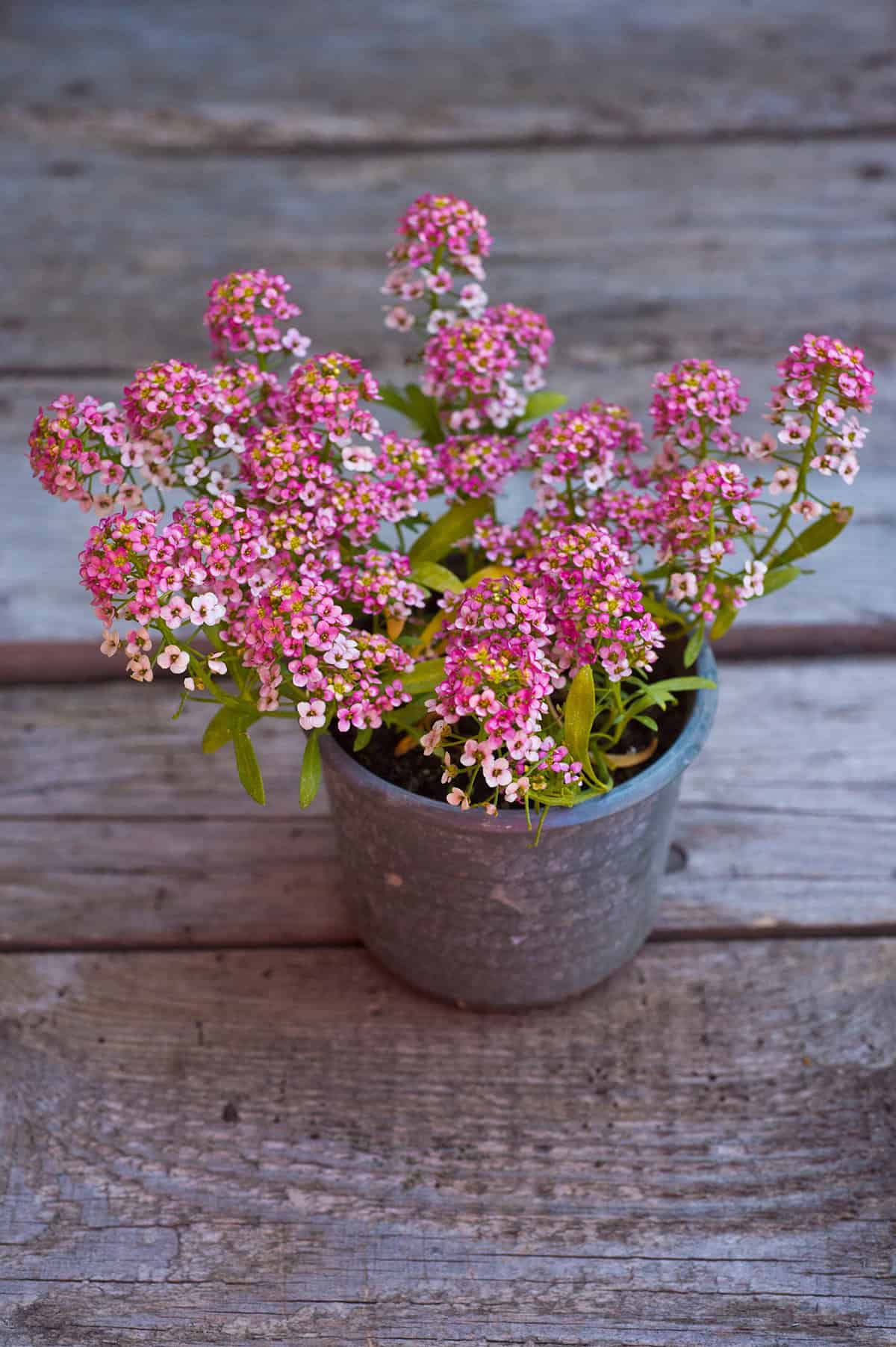 Sweet Alyssum Potting And Repotting